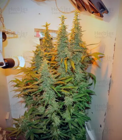 Ladyburn 1974 (GHS) Cannabis-Samen