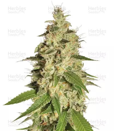 Raspberry Diesel (Humboldt Seeds) Cannabis-Samen