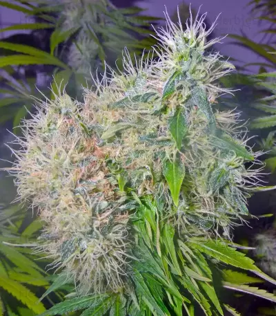 Cookies Kush (Barney's Farm)