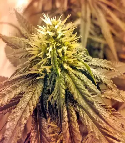 Lithium OG Kush (Nirvana Seeds) Cannabis-Samen
