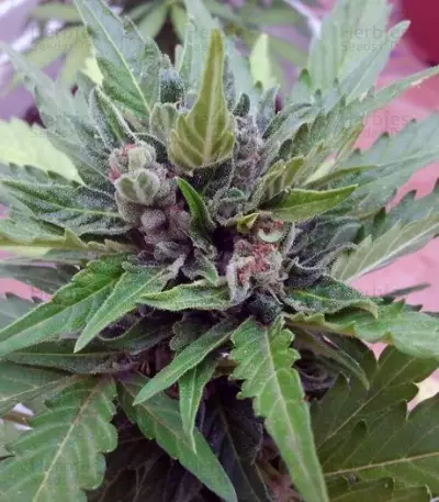 Sugar Gom Auto (Grass-O-Matic) Cannabis-Samen