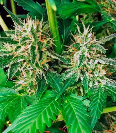 Sweet Skunk F1 Fast Version (Sweet Seeds) Cannabis-Samen
