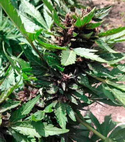 Dark Purple Auto (Delicious Seeds) Cannabis-Samen