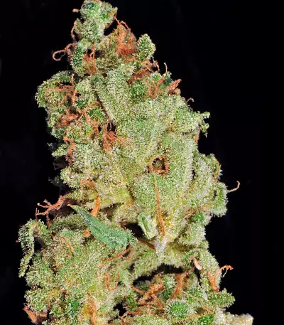 Afgooey (Strain Hunters) Cannabis-Samen