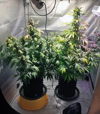 Auto White Widow (Pyramid Seeds) Cannabis-Samen