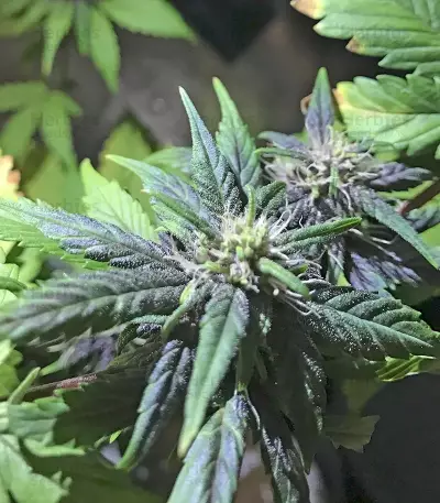 Blackberry Auto feminisierte Samen (Fast Buds)