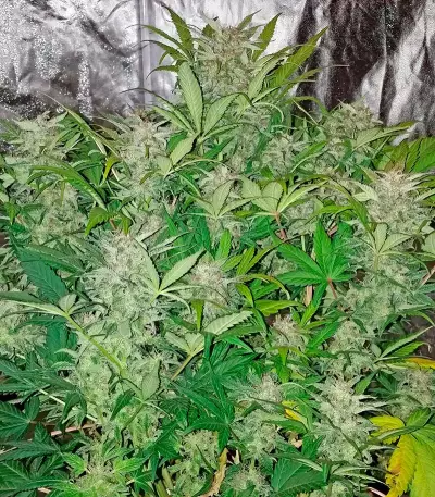 Blue Dream Auto (Humboldt Seeds Organization) Cannabis-Samen