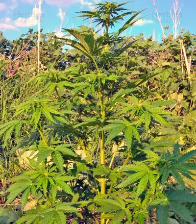CBD Auto White Widow (Dutch Passion) Cannabis-Samen