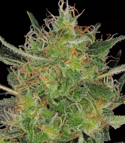 CBD-Chronic (Serious Seeds)