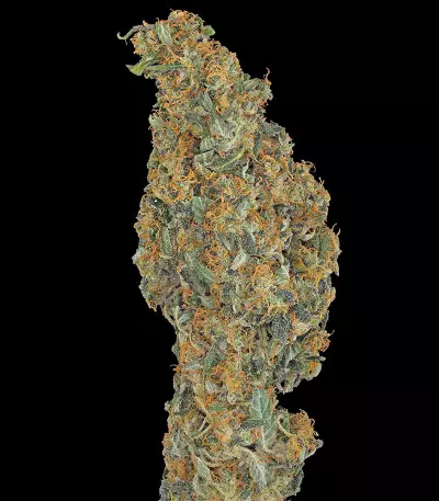 CBD-Chronic (Serious Seeds)