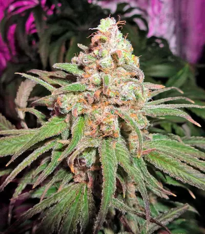 Kaya Gold (Nirvana Seeds) Cannabis-Samen