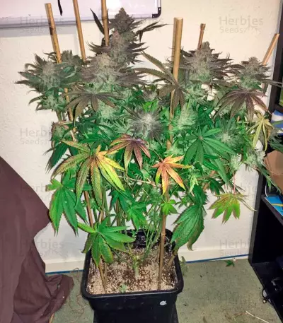 Kush'N'Cheese (Dinafem Seeds) Cannabis-Samen