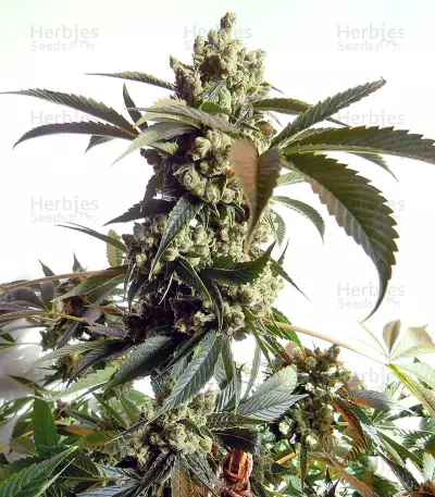 Laughing Buddha feminisierte Samen (Barney’s Farm)
