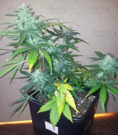 Royal AK Automatic (RQS) Cannabis-Samen