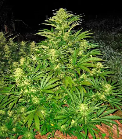 Shark Shock CBD (Dinafem Seeds) Cannabis-Samen