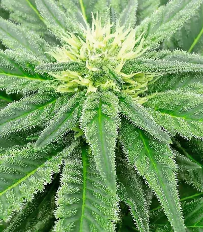 Super Skunk (Vision Seeds) Cannabis-Samen