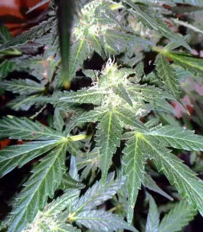 Sweet Mango Auto (GHS) Cannabis-Samen