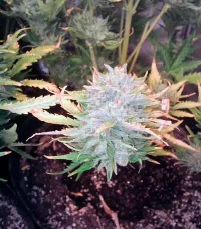 Big Devil Auto (Sweet Seeds) Cannabis-Samen