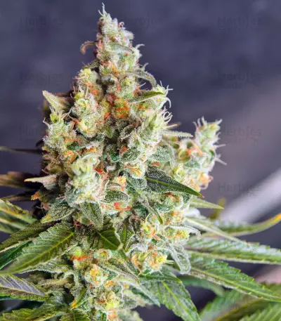 Big Devil F1 Fast Version marijuana strain