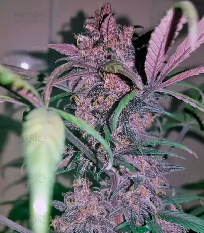 Black Cream Auto