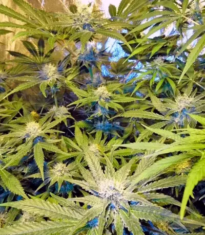 Cream Mandarine Auto (Sweet Seeds)