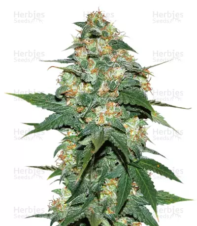 Skunk 47 (World of Seeds) Cannabis-Samen