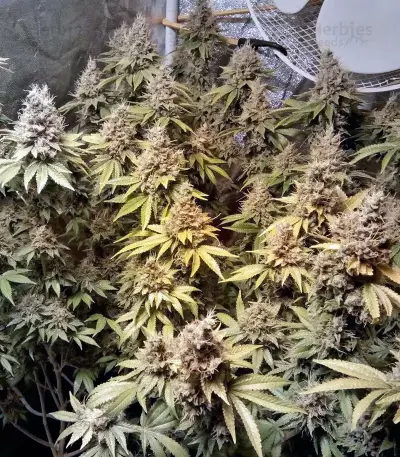 LSD feminisierte Samen (Barney’s Farm)