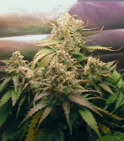 Pineapple Express Auto feminisierte Samen (Fast Buds)