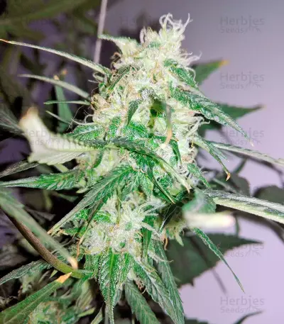 Sweet Cheese Auto (Sweet Seeds) Cannabis-Samen