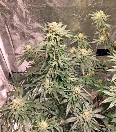 AK-48 Regular (Nirvana Seeds) Cannabis-Samen