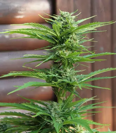 AK-49 Auto (Vision Seeds) Cannabis-Samen