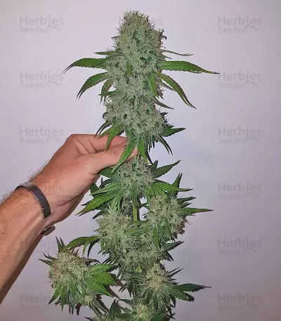 Big Bud (Vision Seeds) Cannabis-Samen