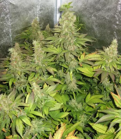 Blue Mystic strain