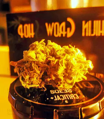 Critical + (Dinafem Seeds) Cannabis-Samen