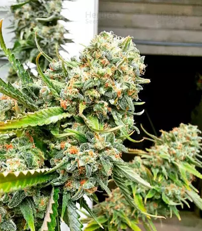 Critical + (Dinafem Seeds) Cannabis-Samen