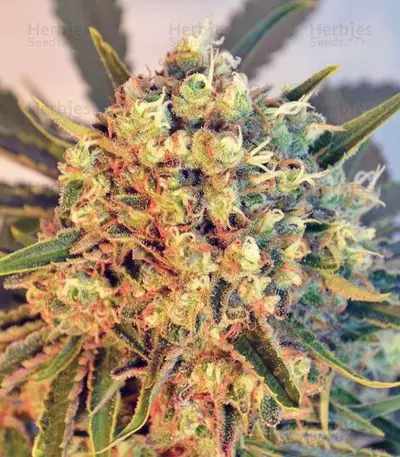 Freddy's Best (Dutch Passion) Cannabis-Samen