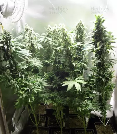Fruit Spirit (RQS) Cannabis-Samen
