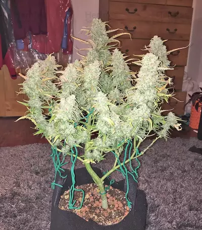 Green Crack Auto (Fast Buds) Cannabis-Samen