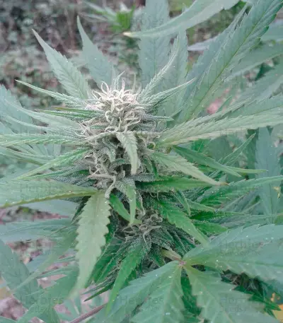 High Level (Eva Seeds) Cannabis-Samen