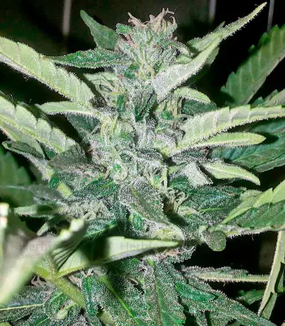 Industrial Plant (Dinafem Seeds) Cannabis-Samen