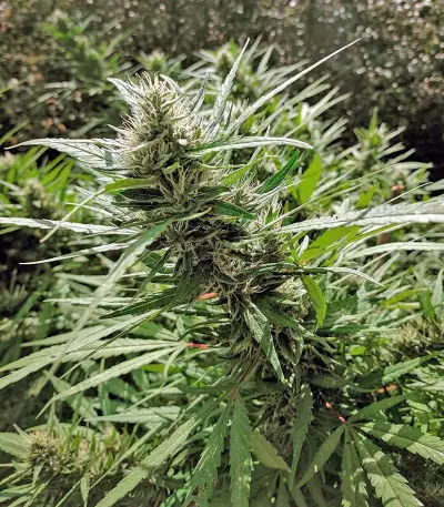 Kali Mist regular (Serious Seeds) Cannabis-Samen