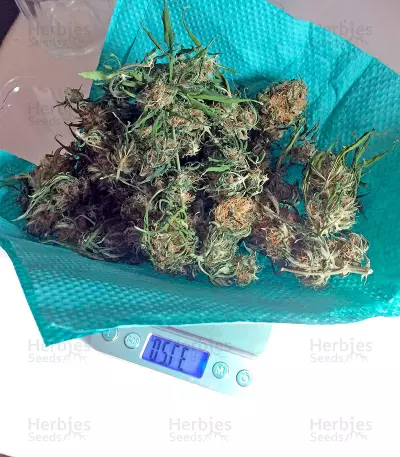 Northern Light X Skunk (World of Seeds) Cannabis-Samen