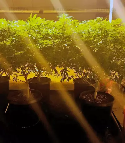 Northern Lights (Vision Seeds) Cannabis-Samen