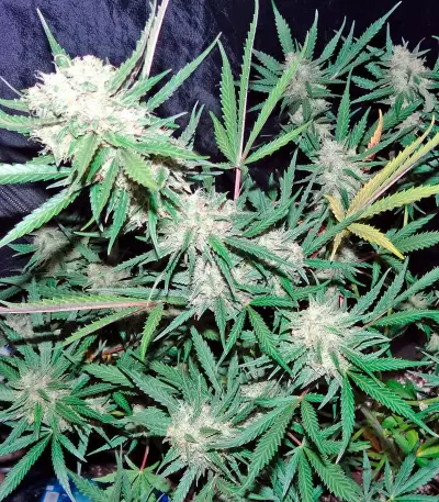 Skunk Auto (Strain Hunters) Cannabis-Samen