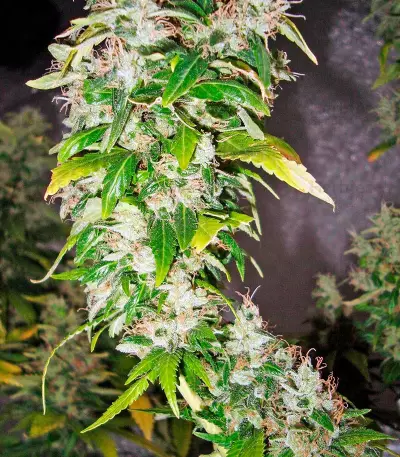 White Rhino (Nirvana Seeds) Cannabis-Samen