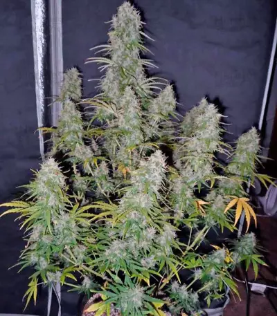 Fast Bud Auto (Sweet Seeds) Cannabis-Samen