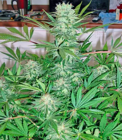 G13 Haze Regular (Barney's Farm) Cannabis-Samen
