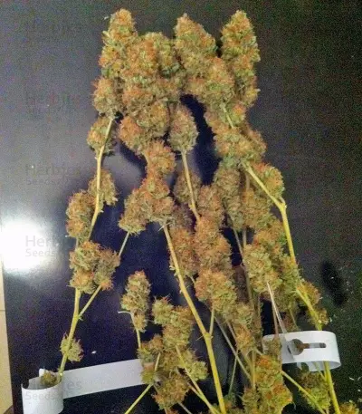 Moby Dick (GHS) Cannabis-Samen