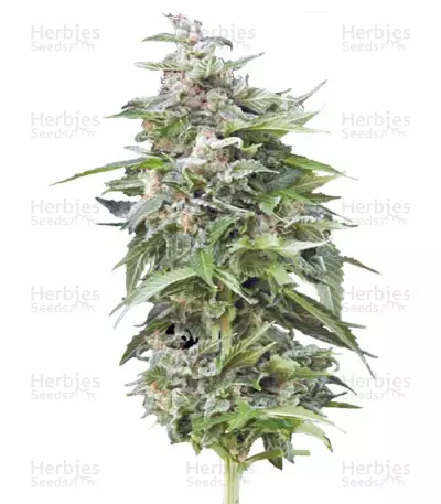 Haze Gom Auto (Grass-O-Matic) Cannabis-Samen