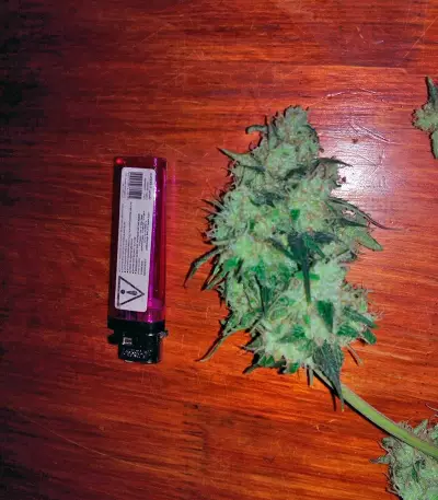 Sweet Cheese Auto (Sweet Seeds) Cannabis-Samen